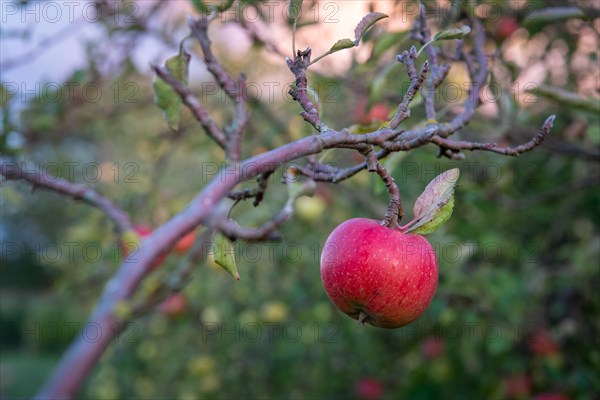 Ripe red apple