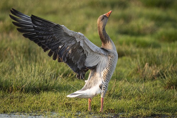 Greylag goose