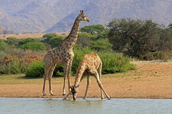 Southern giraffe