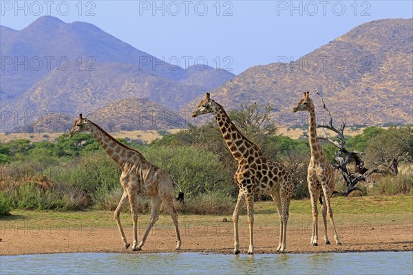 Southern giraffe