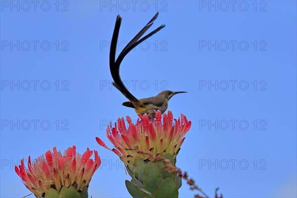 Cape sugarbird