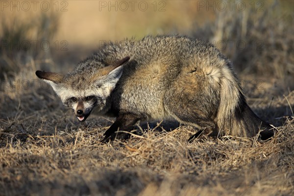 Bat-eared fox