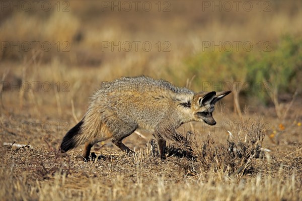 Bat-eared fox