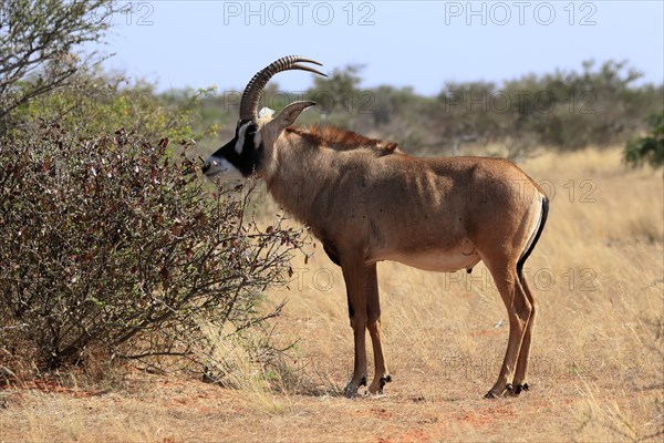 Roan antelope