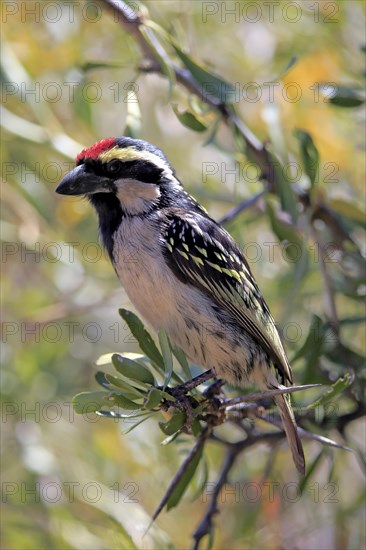 Acacia pied barbet