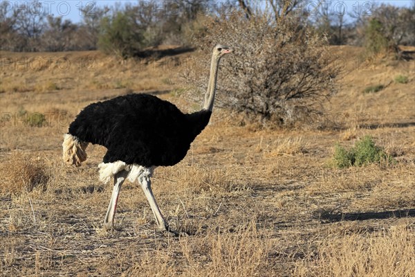 South African ostrich