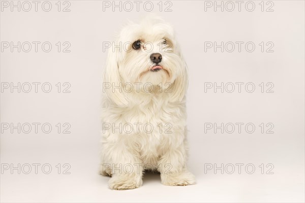 Beautiful white Bichon Maltese isolated on white background in studio