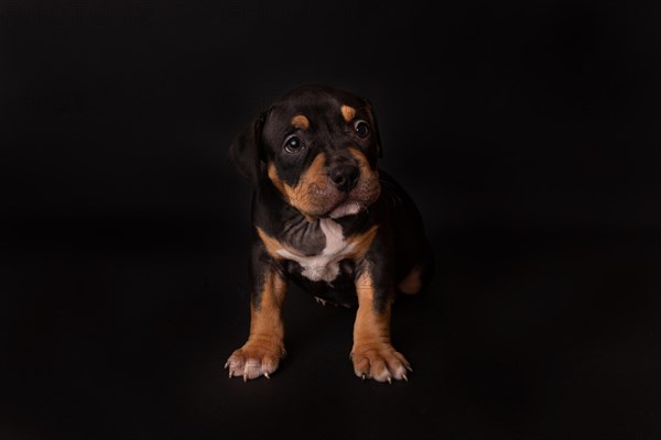 Puppy American Pit Bull Terrier sit on black background in studio