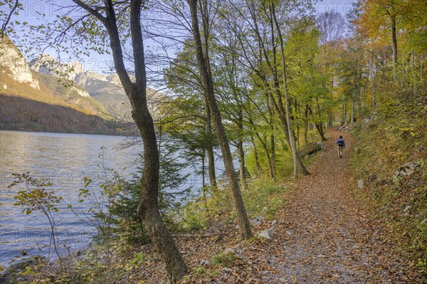 Hiking around Lake Molveno through autumnal forest