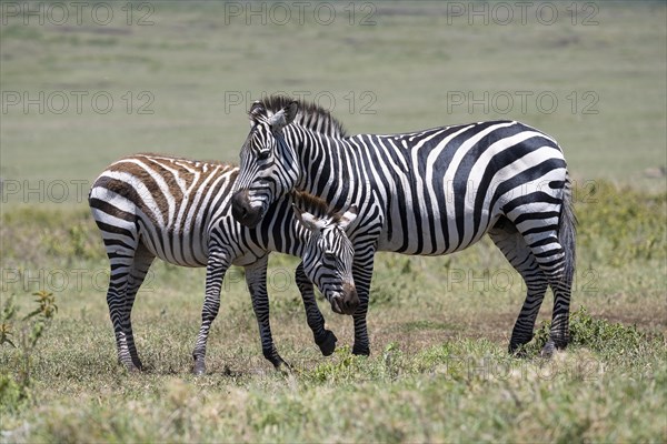 Plains zebra