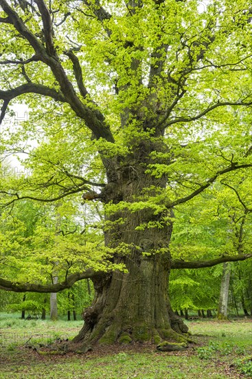 Ancient English oak