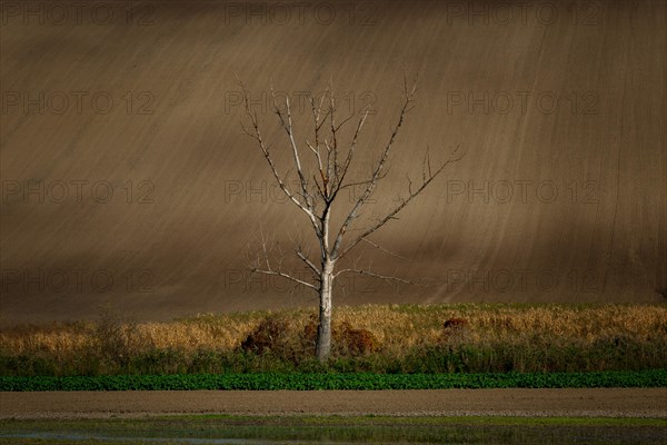 A lonely tree standing in the middle of beautifully undulating Moravian fields. Czech republic