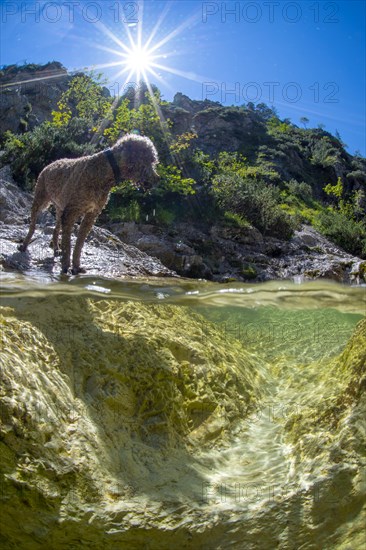 Lagotto Romagnolo outdoors