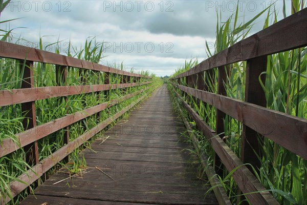 A road among tall reeds leading through a footbridge. Poland