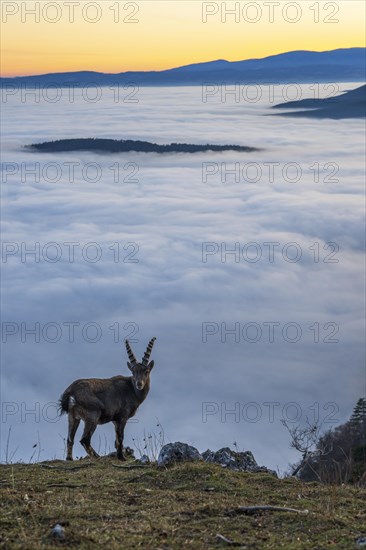 Alpine ibex