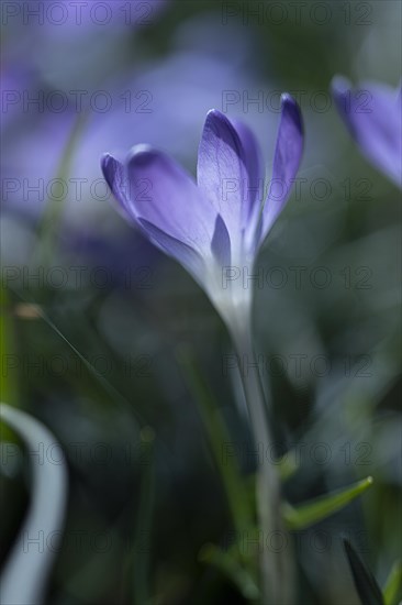 Purple spring crocus