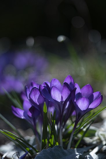 Purple spring crocus