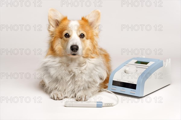 A Pembroke Welsh Corgi dog is sitting next to a laser beam for rehabilitation. Studio