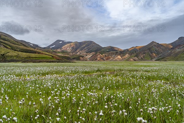 Green meadow with cotton grass in front of rhyolite mountains