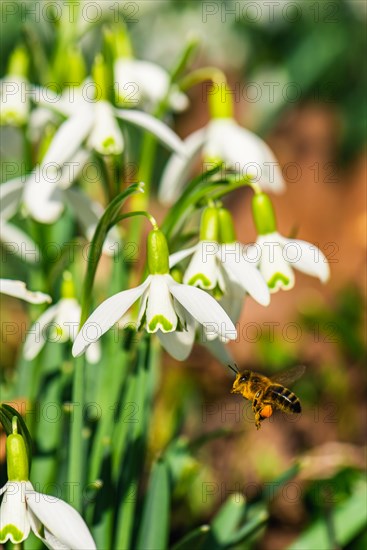 Bee and Snowdrop