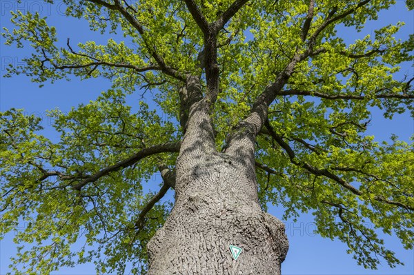 English oak