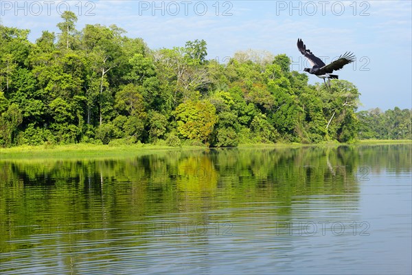 Horned screamer