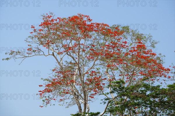 Pink Ipe Tree