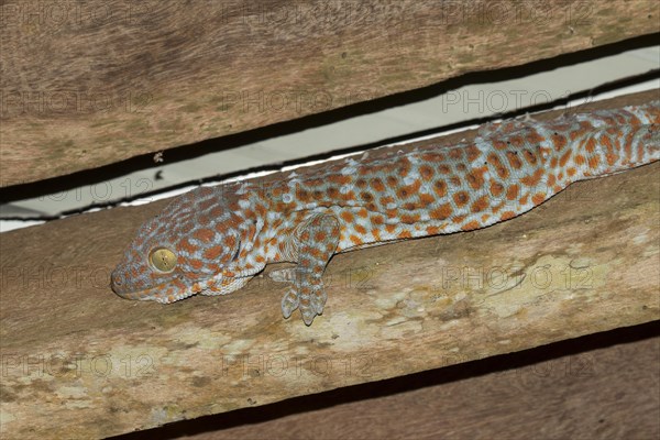 Tokay Gecko