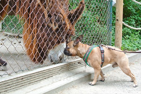 Brown French Bulldog dog meeting donkey through fence in a zoo