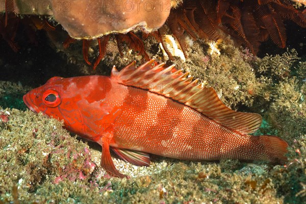 Half-moon grouper