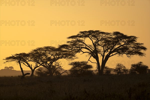 Umbrella thorn acacias