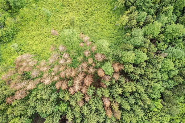 Forest area with dying conifers