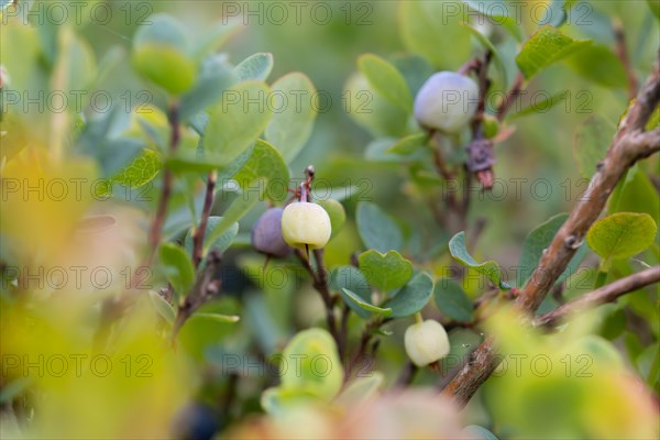 Bog bilberry