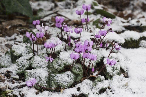 Cyclamen in the snow