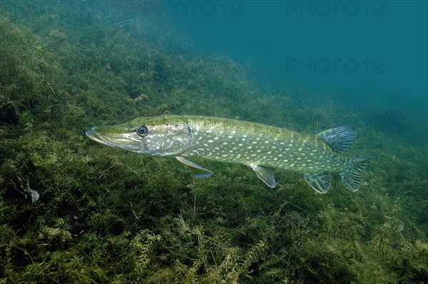 Predator in freshwaterweed