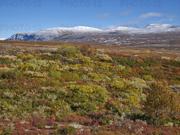 Dovrefjell National Park in autumn