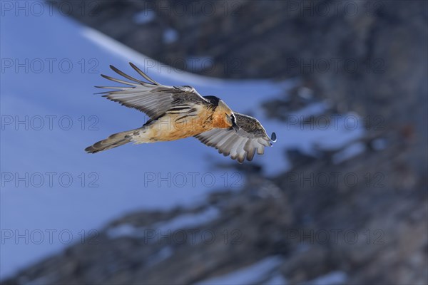 Bearded vulture