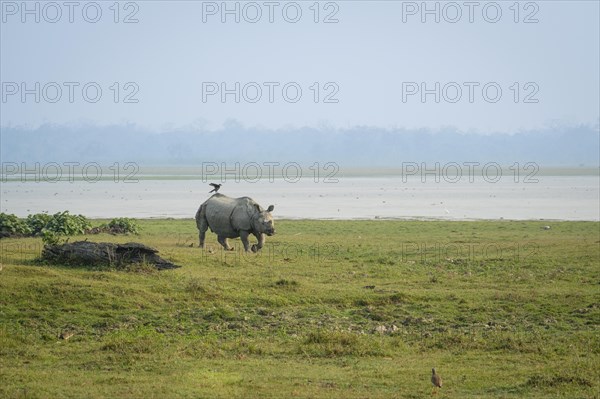 Indian Rhino