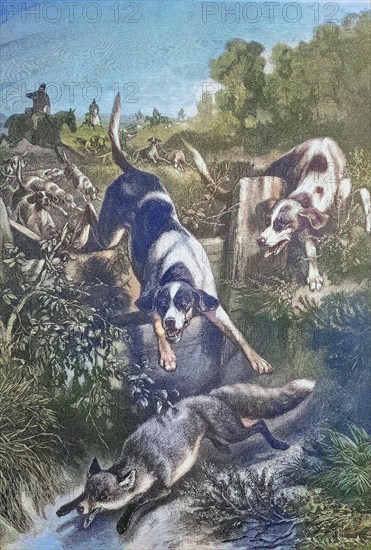 Fox Hunt with Hounds