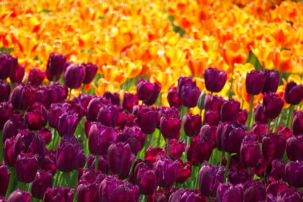 Blooming colorful tulip flowers in garden as floral background