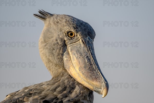 Shoebill