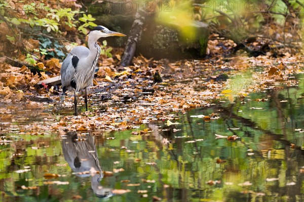 Grey heron