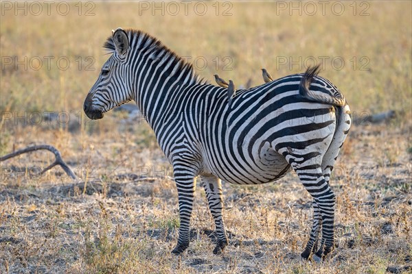 Plains Zebra of the subspecies crawshay's zebra