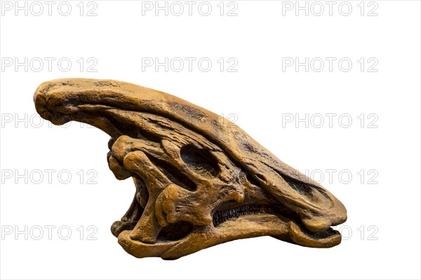 Fossilized dinosaur skull of Olorotitan against white background