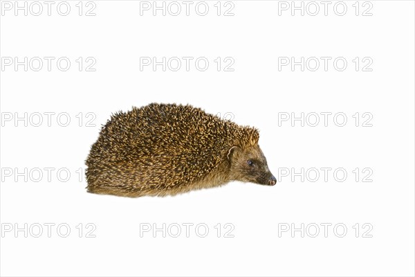 European hedgehog