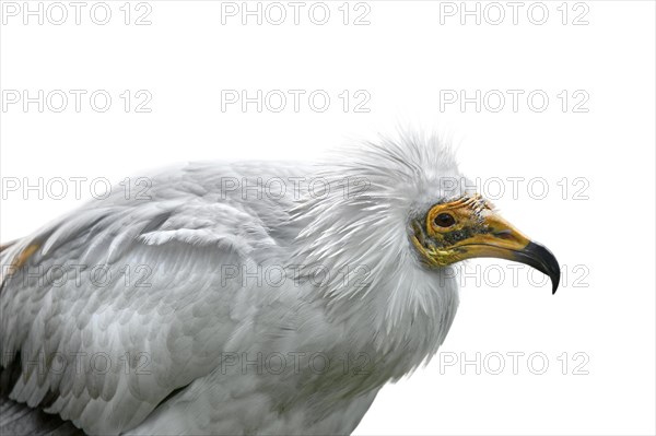 Egyptian vulture