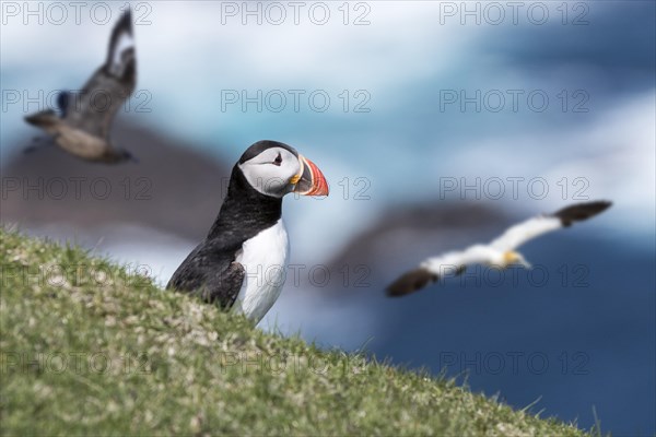 Atlantic puffin