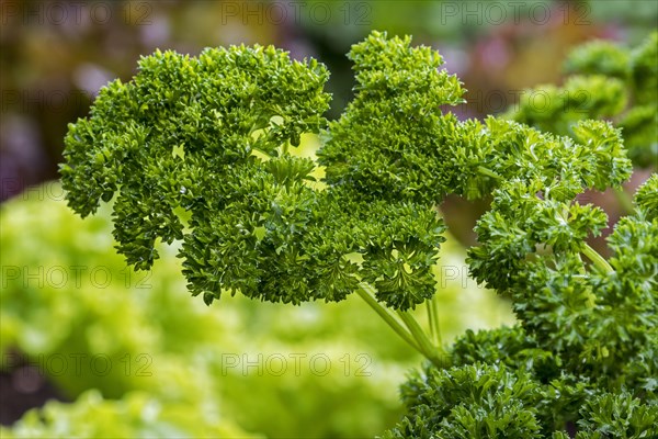 Garden parsley