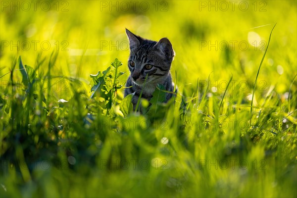 European domestic cat