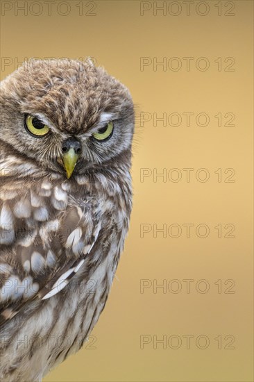 Little Owl